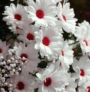 Meet your Posher, Patti